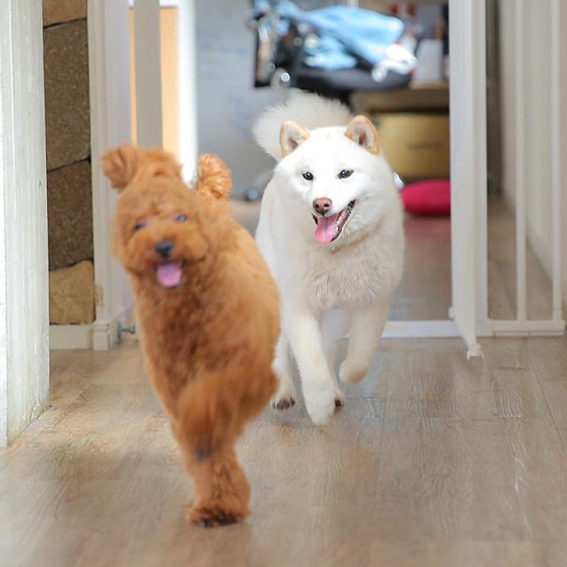 セーフティードッグゲート